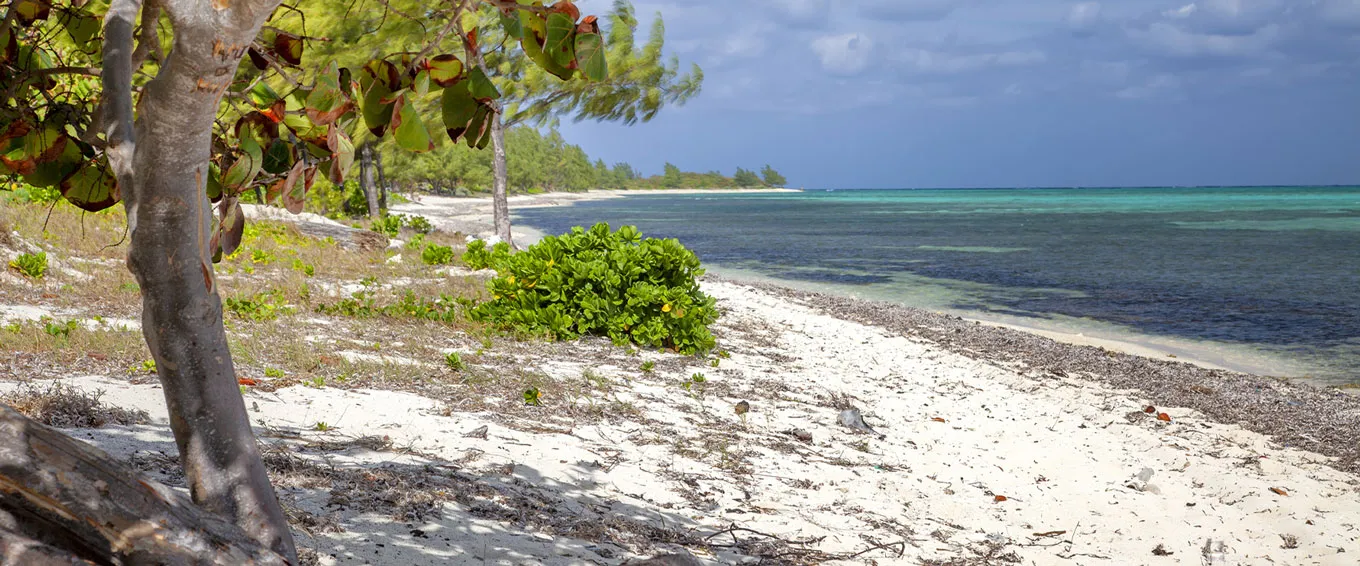 Scenic remote beach with trees and turquoise water in the Cayman Islands